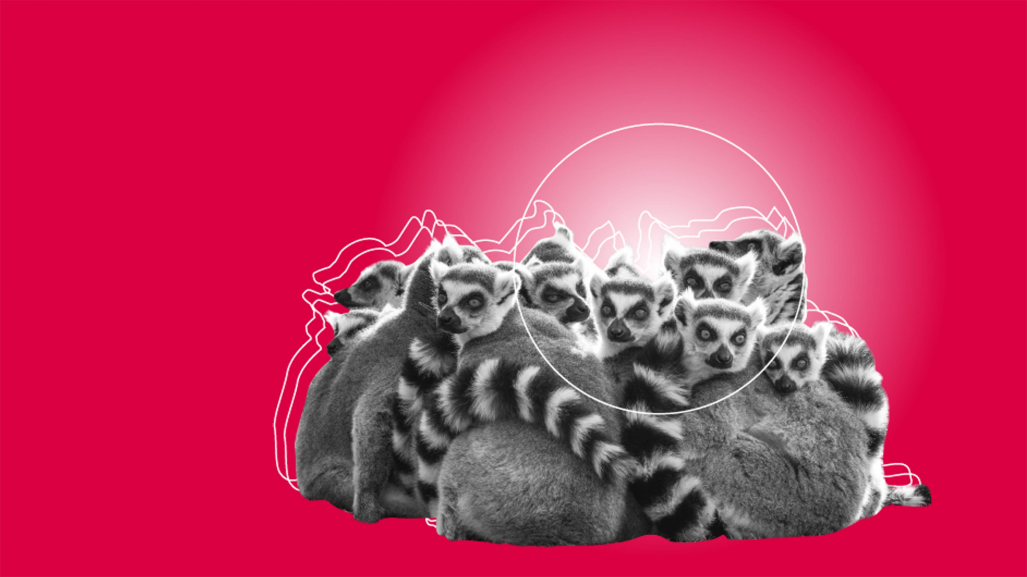 Grafische Collage mit Lemuren, die sich aneinanderkuscheln